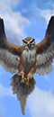 Great Hawks