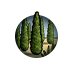 Wisdom of the Cypress