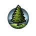 Wisdom of the Pine